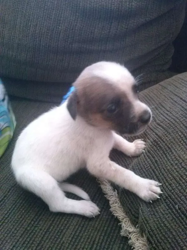 Cachorro ra a Vira lata idade Abaixo de 2 meses nome Sem nome