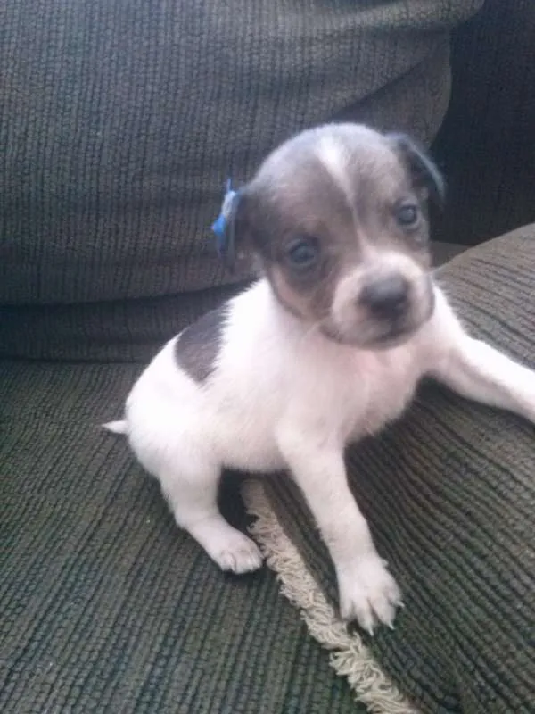 Cachorro ra a Vira lata idade Abaixo de 2 meses nome Sem nome