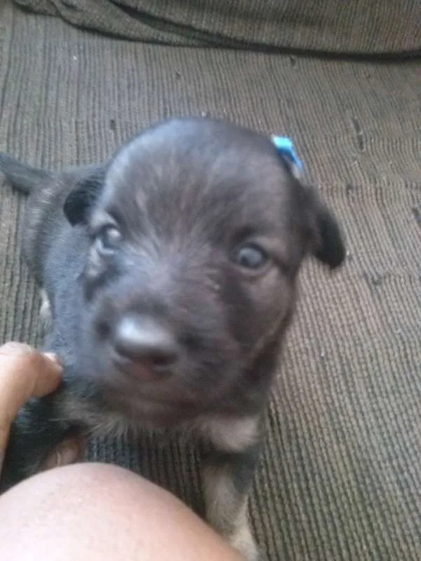 Cachorro ra a Vira lata idade Abaixo de 2 meses nome Sem nome
