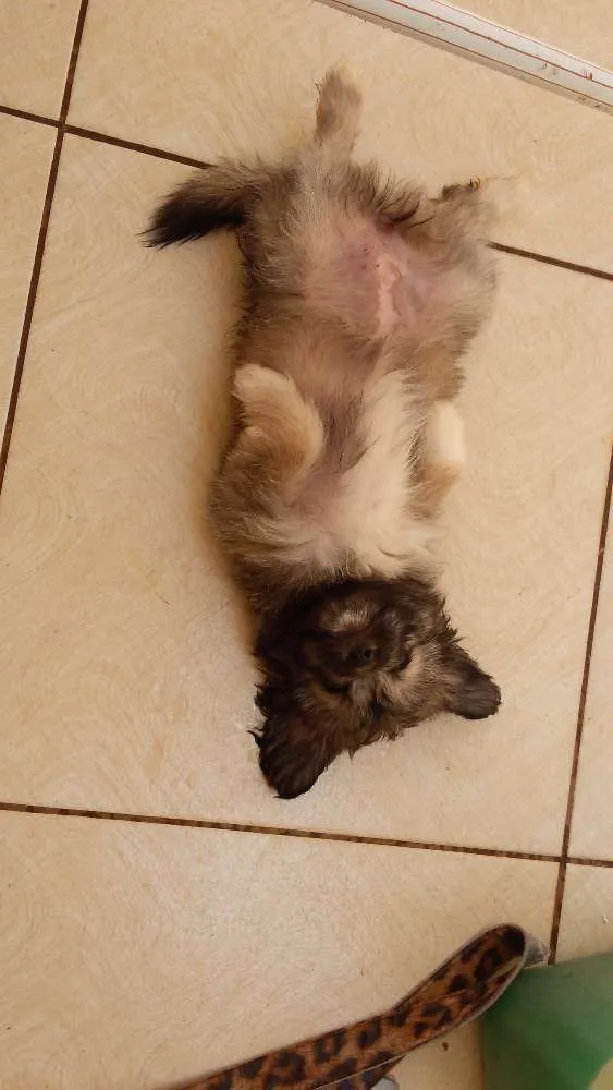 Cachorro ra a Shitisu com yorkshire idade 2 a 6 meses nome Fedora