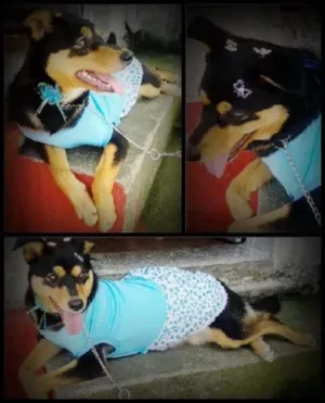 Cachorro raça Viralata  idade 3 anos nome Mel