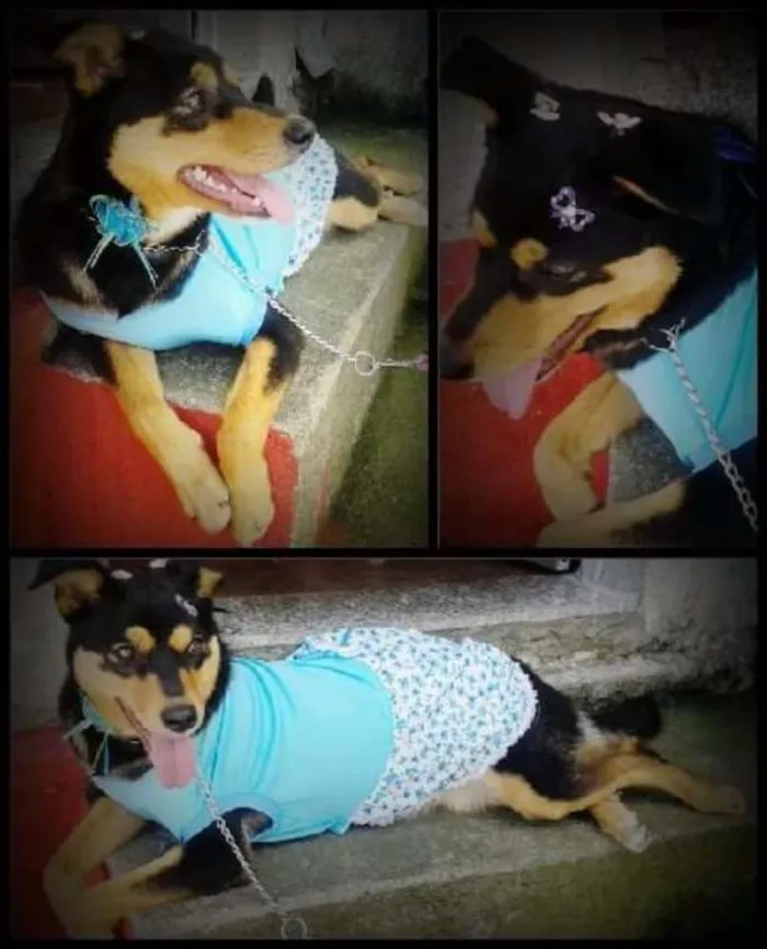 Cachorro ra a Viralata  idade 3 anos nome Mel