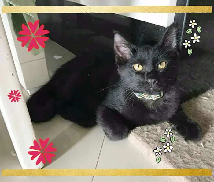 Gato ra a SRD idade 2 a 6 meses nome Tiger