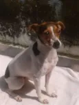 BELA