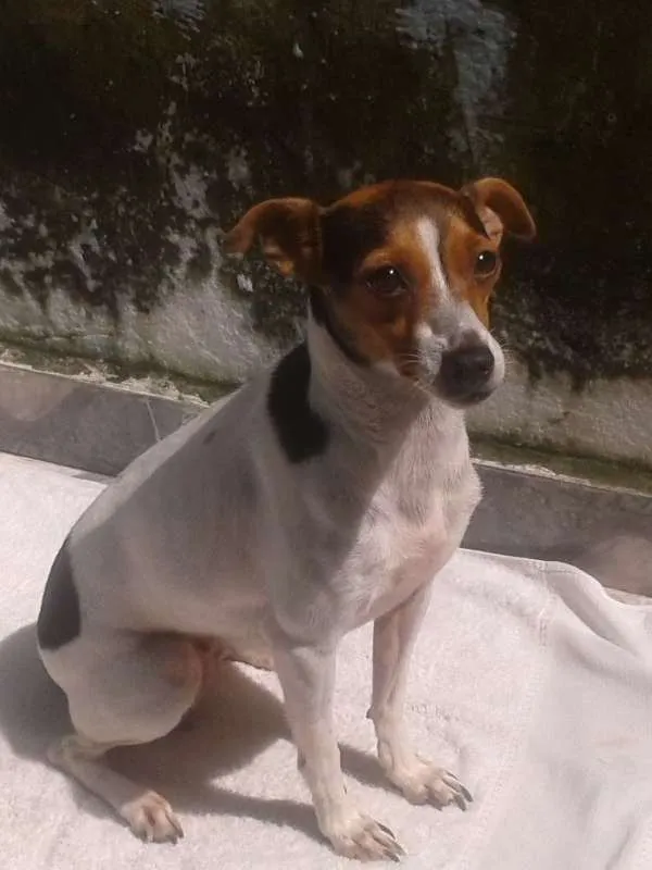 Cachorro ra a Fox Terrier idade 4 anos nome BELA