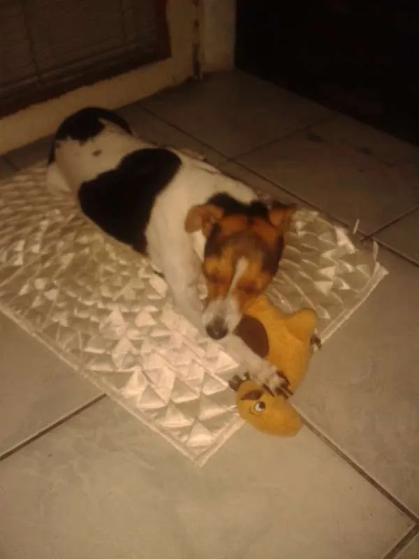 Cachorro ra a Fox Terrier idade 4 anos nome BELA