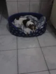 BELA