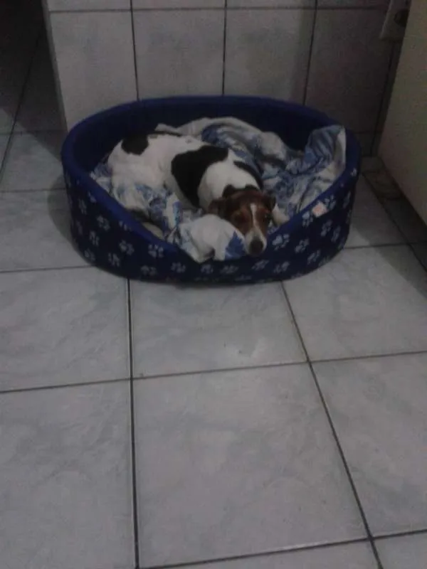 Cachorro ra a Fox Terrier idade 4 anos nome BELA