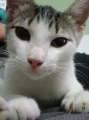 Gato raça  idade 2 a 6 meses nome NiNa