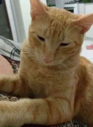 Gato raça  idade 7 a 11 meses nome TOM