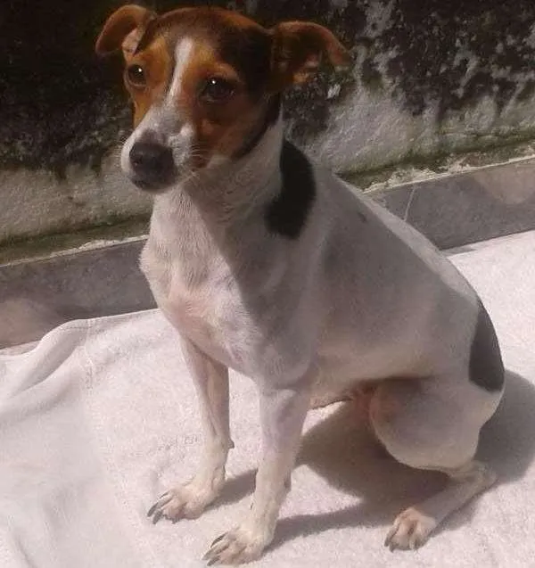 Cachorro ra a Fox Terrier idade 4 anos nome BELA