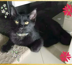 Gato raça SRD idade 2 a 6 meses nome Tiger