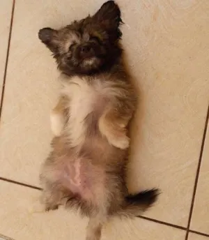 Cachorro raça Shitisu com yorkshire idade 2 a 6 meses nome Fedora