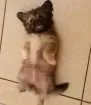 Cachorro raça Shitisu com yorkshire idade 2 a 6 meses nome Fedora