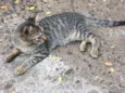 Gato