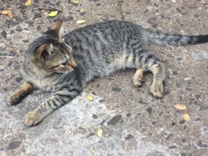 Gato raça Gato idade 2 a 6 meses nome Gato