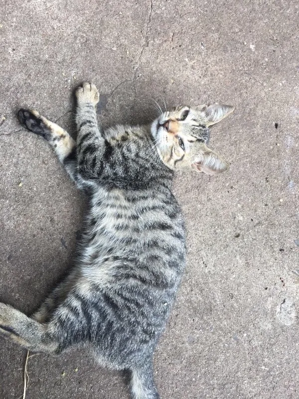 Gato ra a Gato idade 2 a 6 meses nome Gato