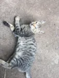 Gato