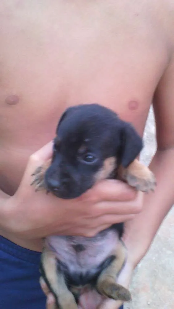 Cachorro ra a srd idade Abaixo de 2 meses nome s/n