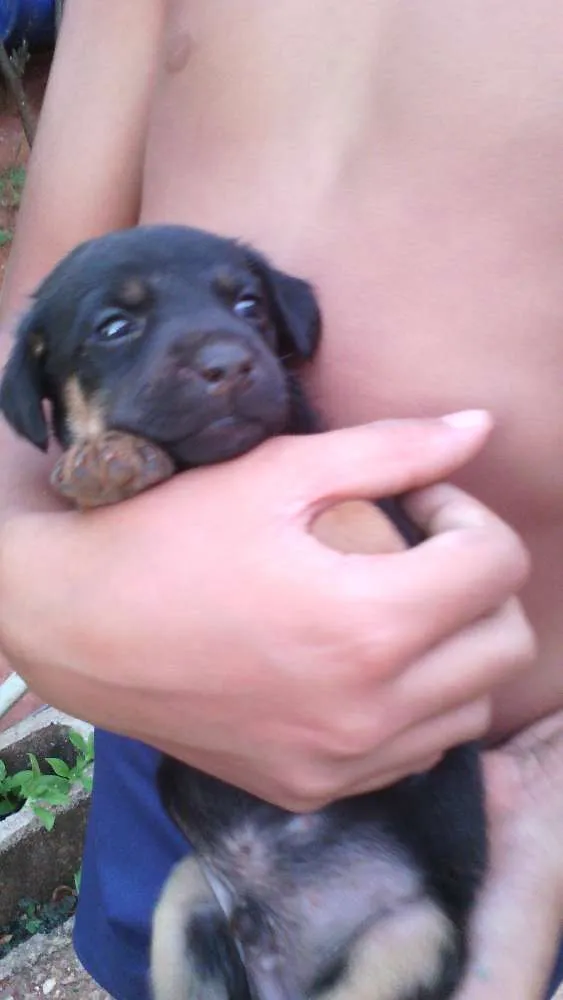 Cachorro ra a srd idade Abaixo de 2 meses nome s/n