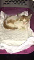 Tico