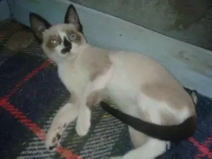 Gato raça mestiço idade 2 a 6 meses nome azulão