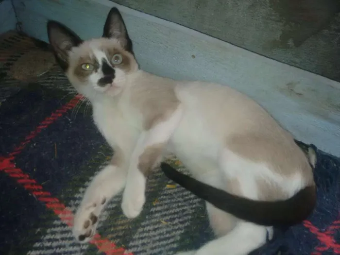 Gato ra a mestiço idade 2 a 6 meses nome azulão