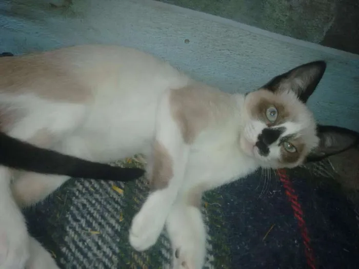 Gato ra a mestiço idade 2 a 6 meses nome azulão