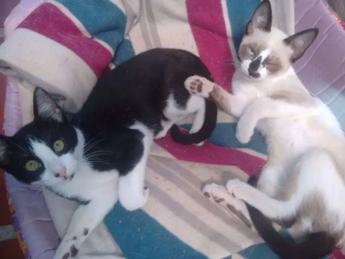 Gato ra a mestiço idade 2 a 6 meses nome azulão