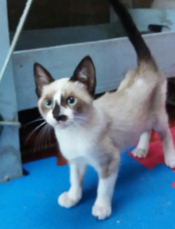 Gato ra a mestiço idade 2 a 6 meses nome azulão