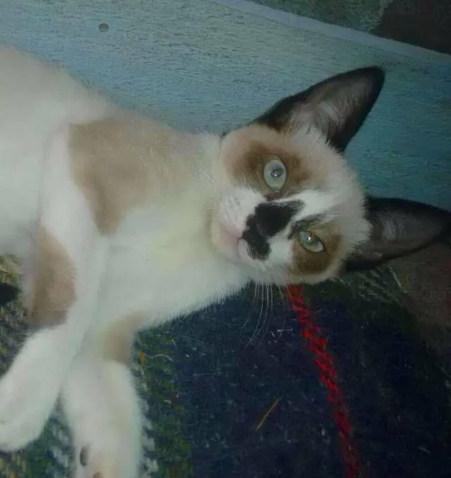 Gato ra a mestiço idade 2 a 6 meses nome azulão