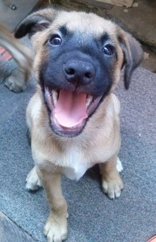 Cachorro ra a srd idade 2 a 6 meses nome Brad