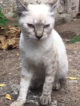 Gato