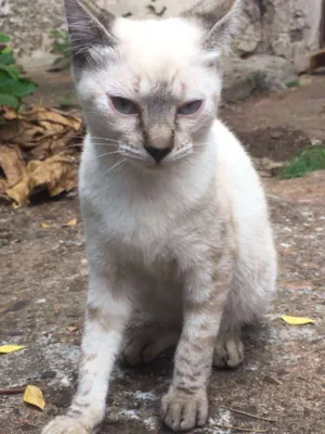 Gato raça Gato idade 2 a 6 meses nome Gato