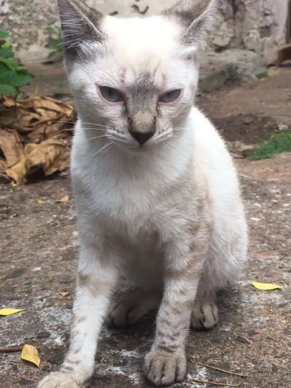 Gato ra a Gato idade 2 a 6 meses nome Gato