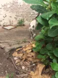 Gato