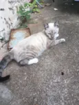 Gato
