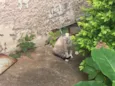Gato