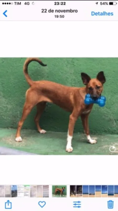 Cachorro ra a SR idade 7 a 11 meses nome Mariah