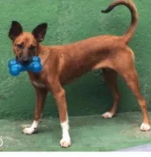 Cachorro raça SR idade 7 a 11 meses nome Mariah