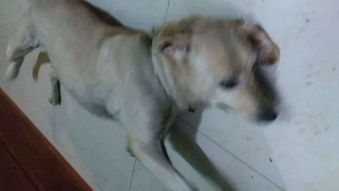 Cachorro ra a Labrador idade 6 ou mais anos nome Ataliba