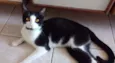 Gato raça SRD idade 3 anos nome Cocada