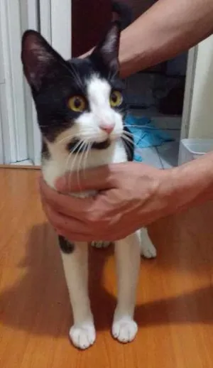 Gato raça SRD idade 3 anos nome Cocada
