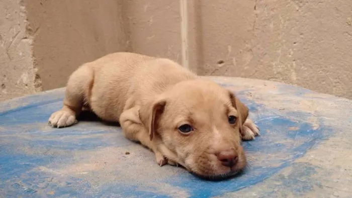 Cachorro raça SRD idade 2 a 6 meses nome Dalila