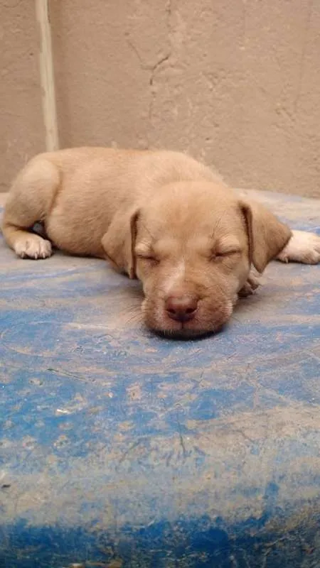 Cachorro raça SRD idade 2 a 6 meses nome Dalila