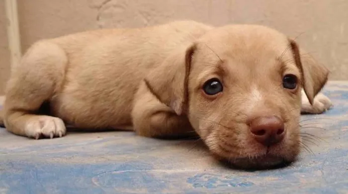 Cachorro raça SRD idade 2 a 6 meses nome Dalila
