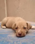 Dalila