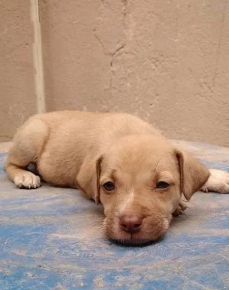 Cachorro raça SRD idade 2 a 6 meses nome Dalila