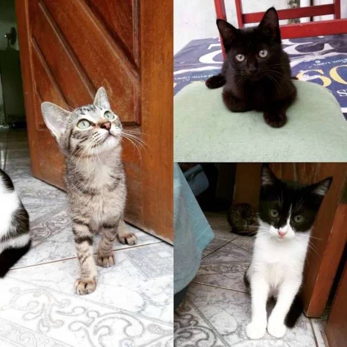 Gato ra a Desconhecida idade 2 a 6 meses nome Filhotes