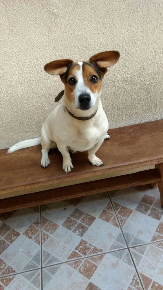 Cachorro ra a Vira lata  idade 2 anos nome Tobby